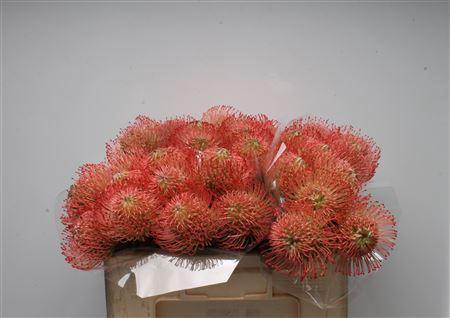 Leucospermum Ayoba Pink