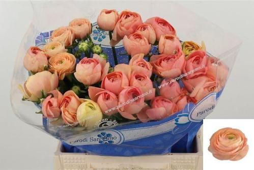 Ranunculus asiaticus Success Grand Pastel