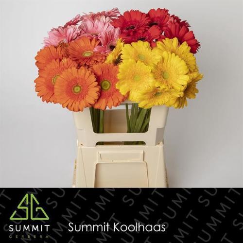 Gerbera grootbloemig gemengd