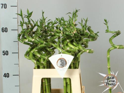 Dracaena sanderiana Lucky Bamboo