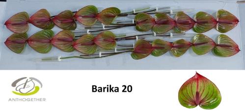 Anthurium (Andreanum Grp) Barika