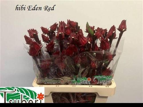 Hibiscus trionum 'Eden Red'