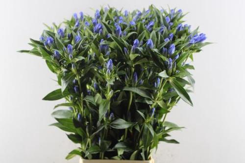 Gentiana 'Kagayaki'