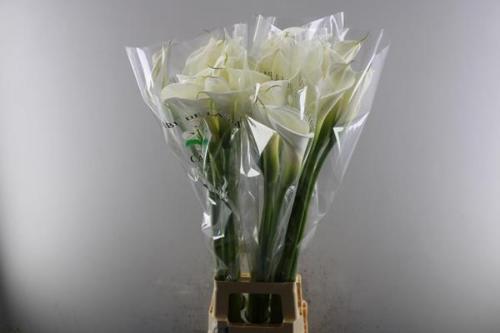 Zantedeschia aethiopica 'Colombe de la Paix'