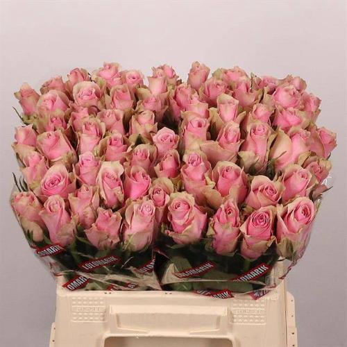 Rosa grootbloemig Athena Royale
