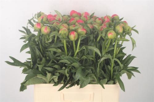 Paeonia Lactiflora Grp 'Coral Sunset'