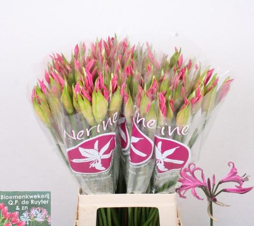 Nerine Bowdenii Grp 'Ras van Roon'
