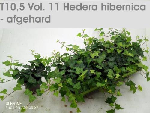 Hedera hibernica