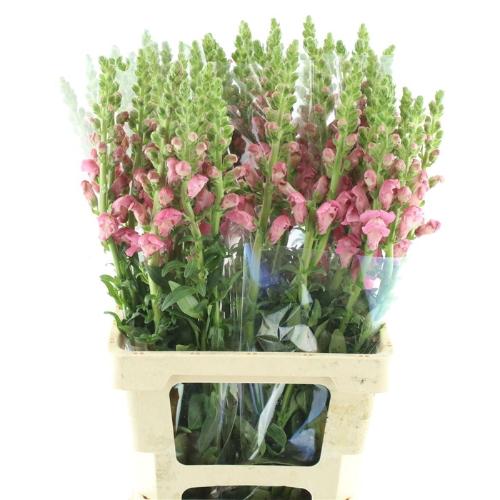 Antirrhinum majus 'Opus Pink'