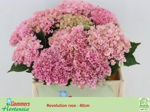 Hydrangea macrophylla Magical Revolution (roze)