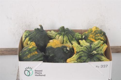 Cucurbita pepo 'Flying Saucer'