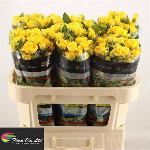 Rosa tros Yellow Babe