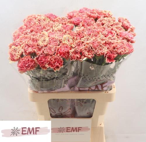 Dianthus standaard Wow+