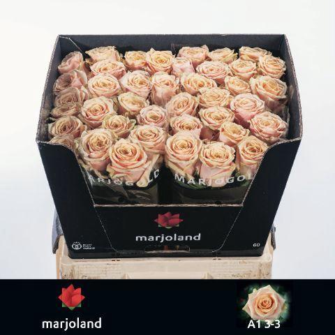 Rosa grootbloemig Bellini!