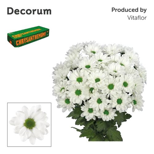 Chrysanthemum Indicum Grp tros Chic