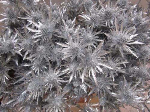Eryngium planum kleurbehandeld H%