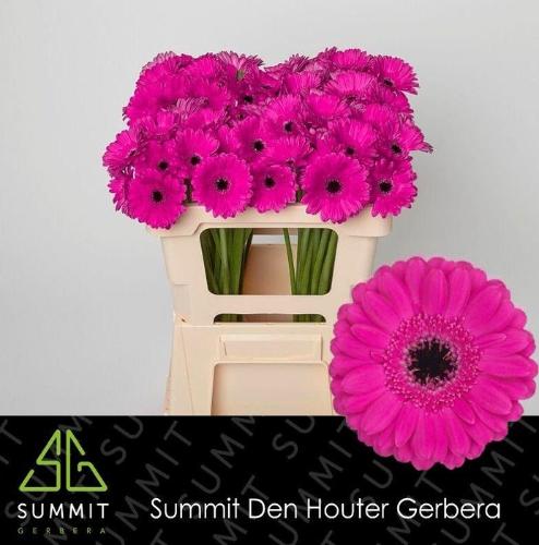 Gerbera mini Anna