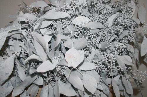 Eucalyptus kleurbehandeld per bos H%