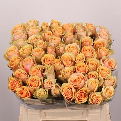 Rosa grootbloemig Avatar