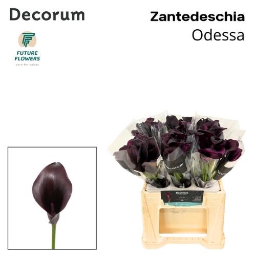 Zantedeschia 'Odessa'