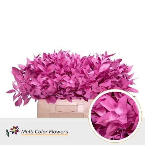 Ruscus kleurbehandeld H%