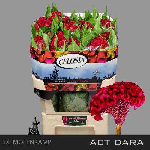 Celosia Cristata Grp 'Act Dara'