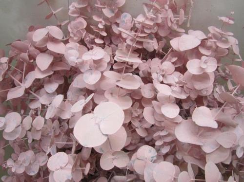 Eucalyptus cinerea kleurbehandeld per bos H%