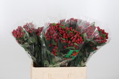 Hypericum inodorum Magical Red Ruby