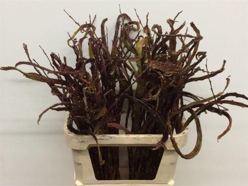 Salix udensis 'Sekka'