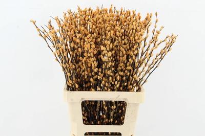 Salix kleurbehandeld H%