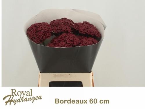 Hydrangea overig kleurbehandeld H%