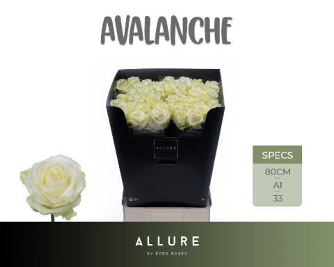Rosa grootbloemig Avalanche+