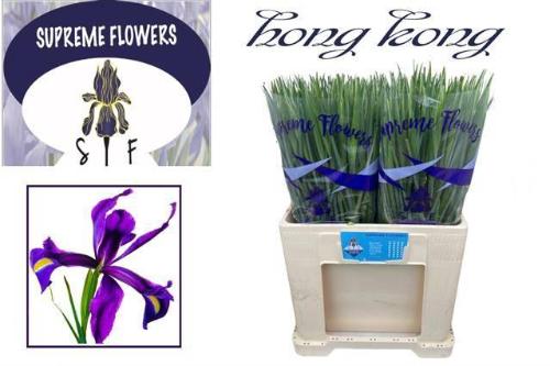 Iris (Hollandse Iris Grp) 'Hong Kong'