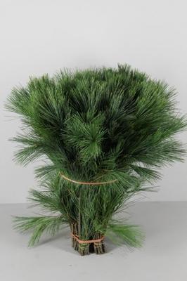 Pinus strobus per bos