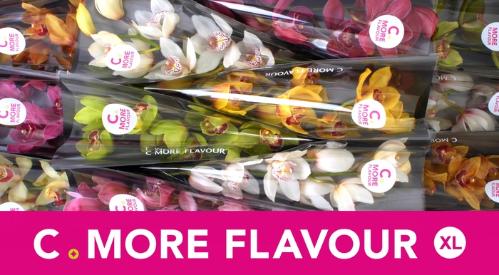 Cymbidium grootbloemig per tak gemengd