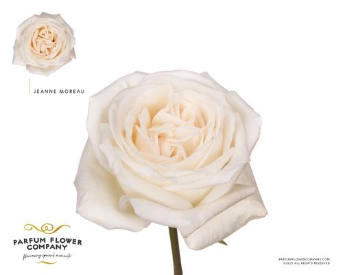 Rosa grootbloemig overig