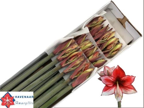 Hippeastrum Diamond Grp 'Charisma'