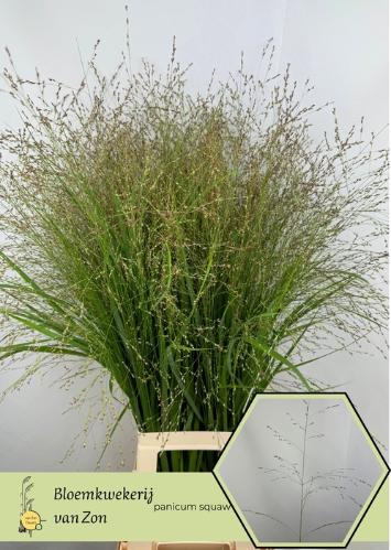 Panicum virgatum 'Squaw'