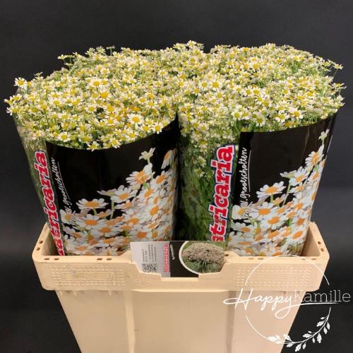 Tanacetum parthenium 'Single Vegmo'