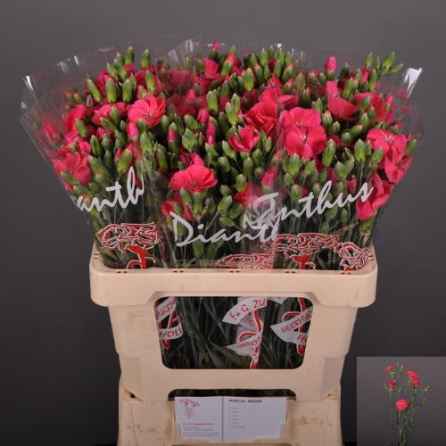 Dianthus tros Solomio Imre