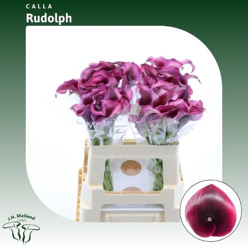 Zantedeschia 'Rudolph'