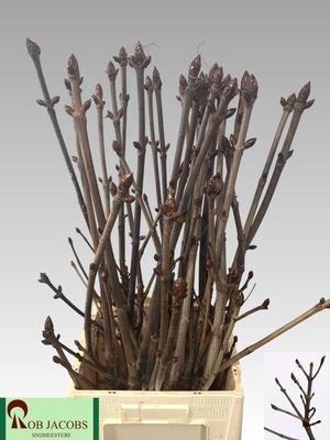 Kastanje-tak (Aesculus)