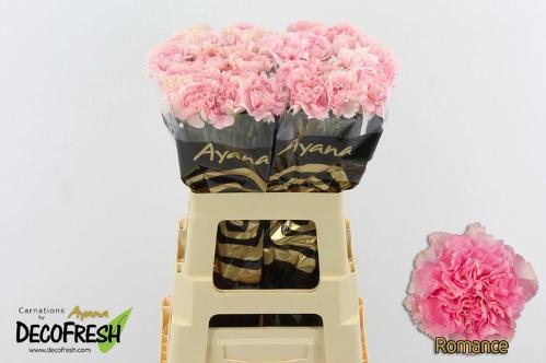 Dianthus standaard Romance