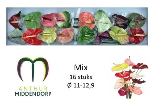 Anthurium Andreanum Grp gemengd