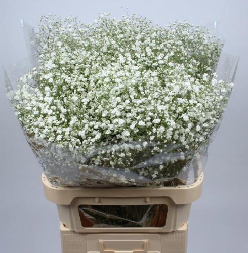 Gypsophila paniculata Xlence