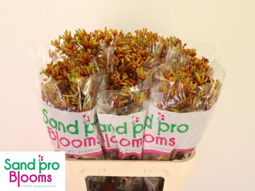 Anigozanthos 'Gold Fever'