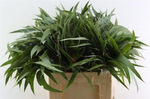 Eucalyptus overig blad