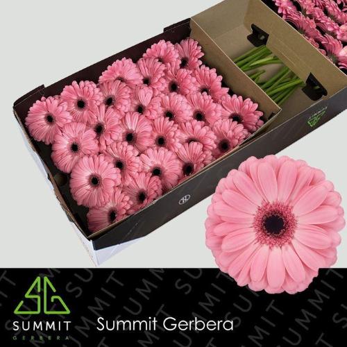 Gerbera grootbloemig Joyride