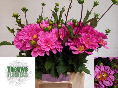 Dahlia 'Onesta'