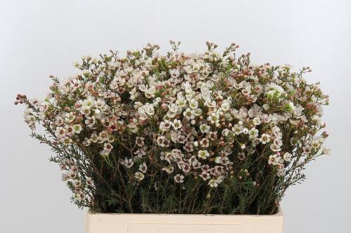 Chamelaucium micranthum 'Tal'